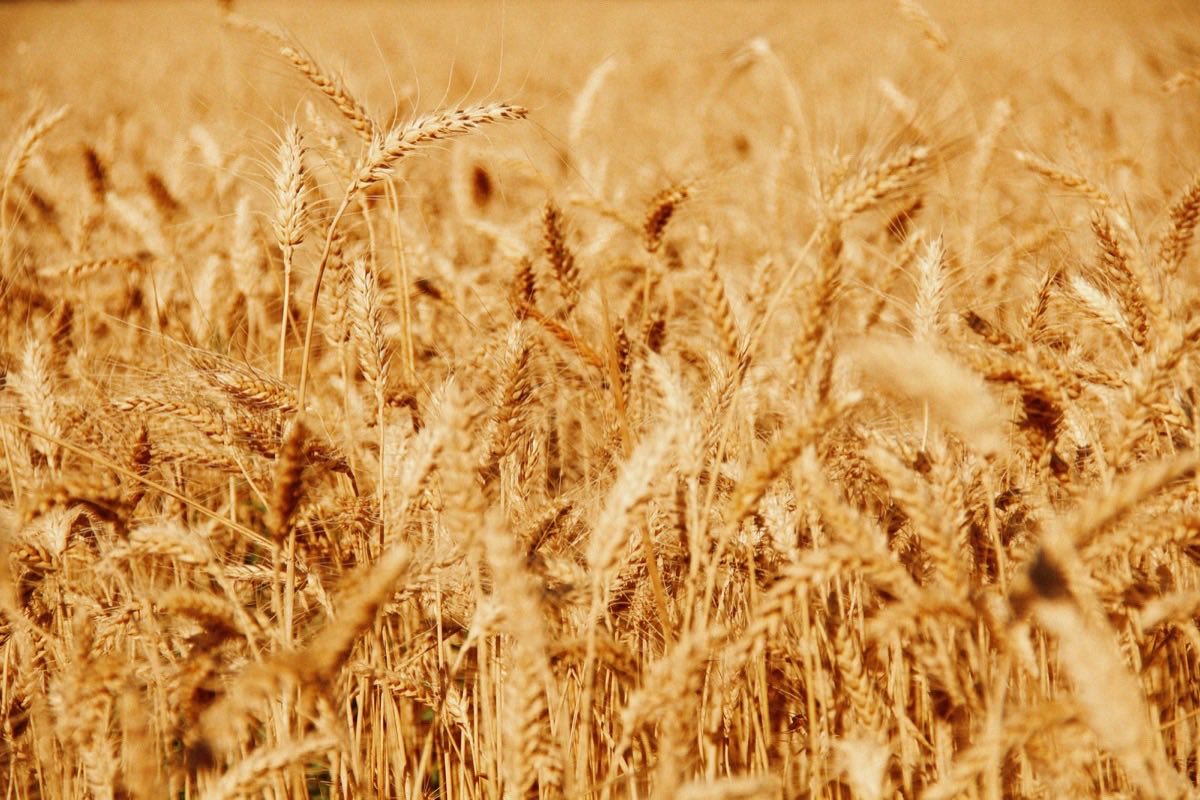 Golden wheat field ready for harvest